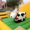 Bebe vache rodeo