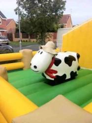 Bebe vache rodeo